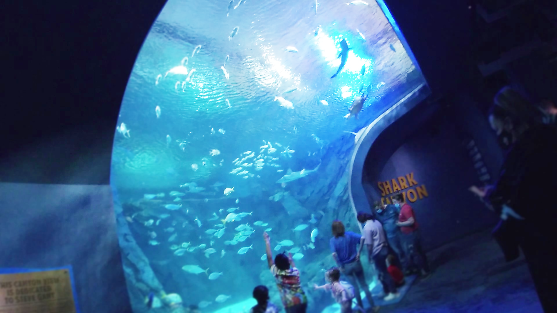 Main Viewing Area, Shark Canyon - Mar. 2022