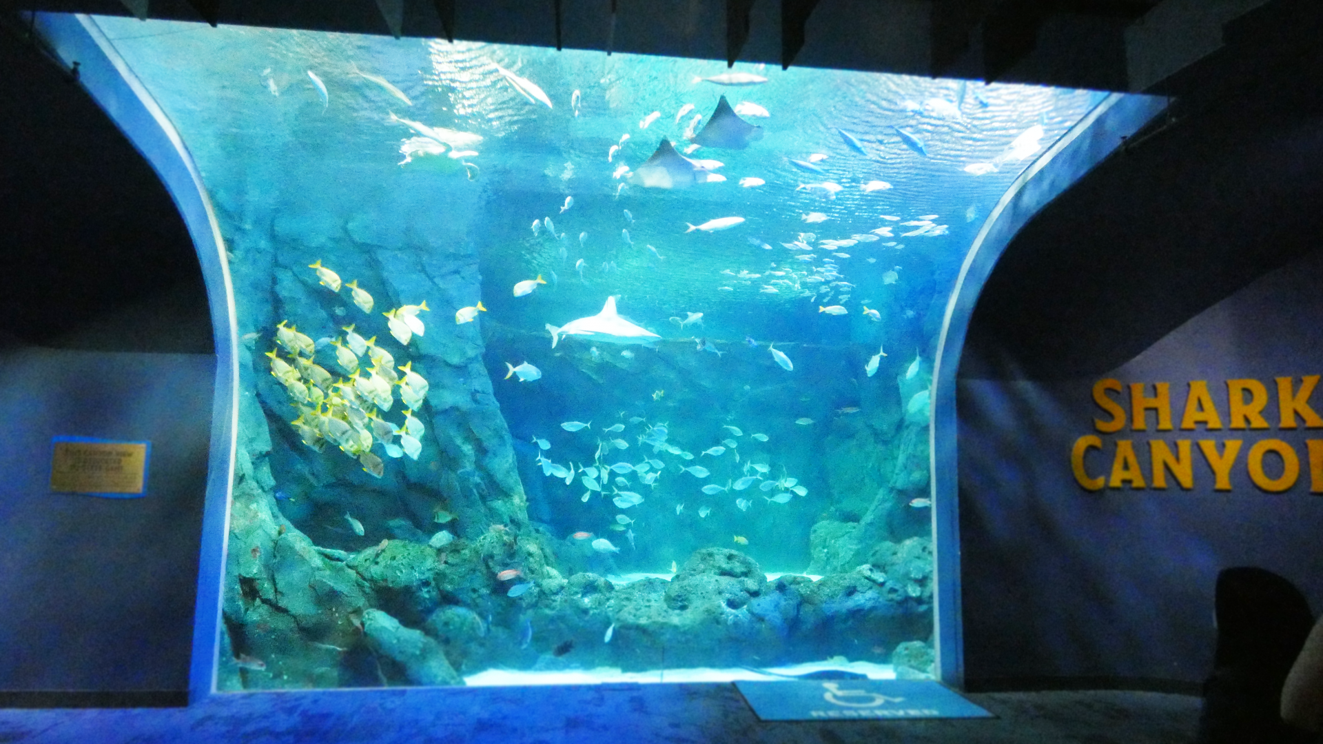 Main Viewing Area, Shark Canyon - Mar. 2022