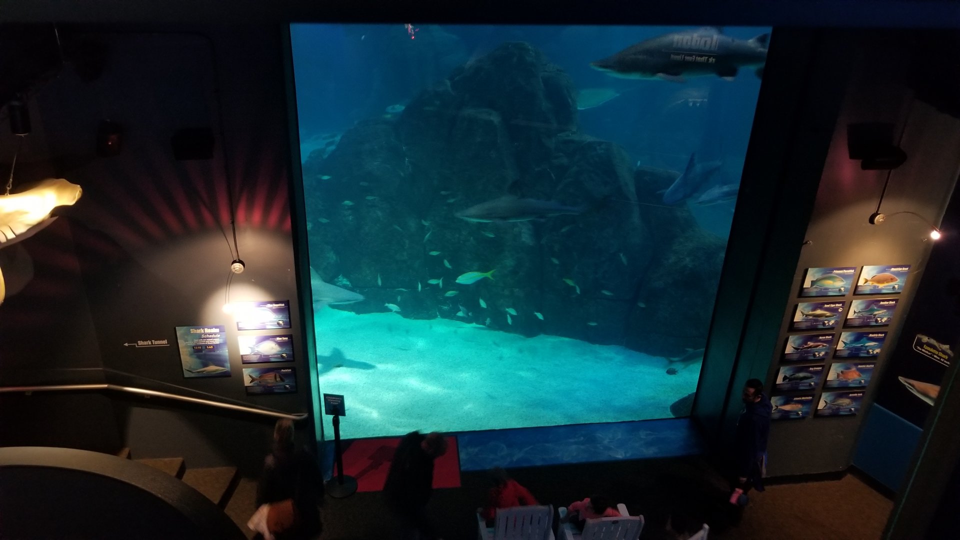Main viewing window for Shark Realm from above