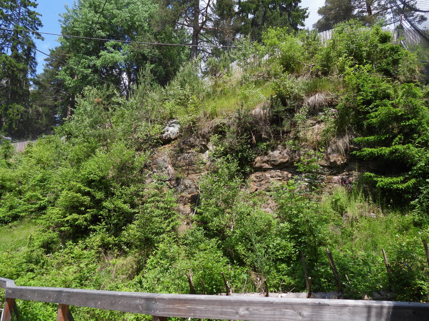 Main walkthrough for Tawny owl - Owl aviary at Borova Lada, nationalpark Sumava
