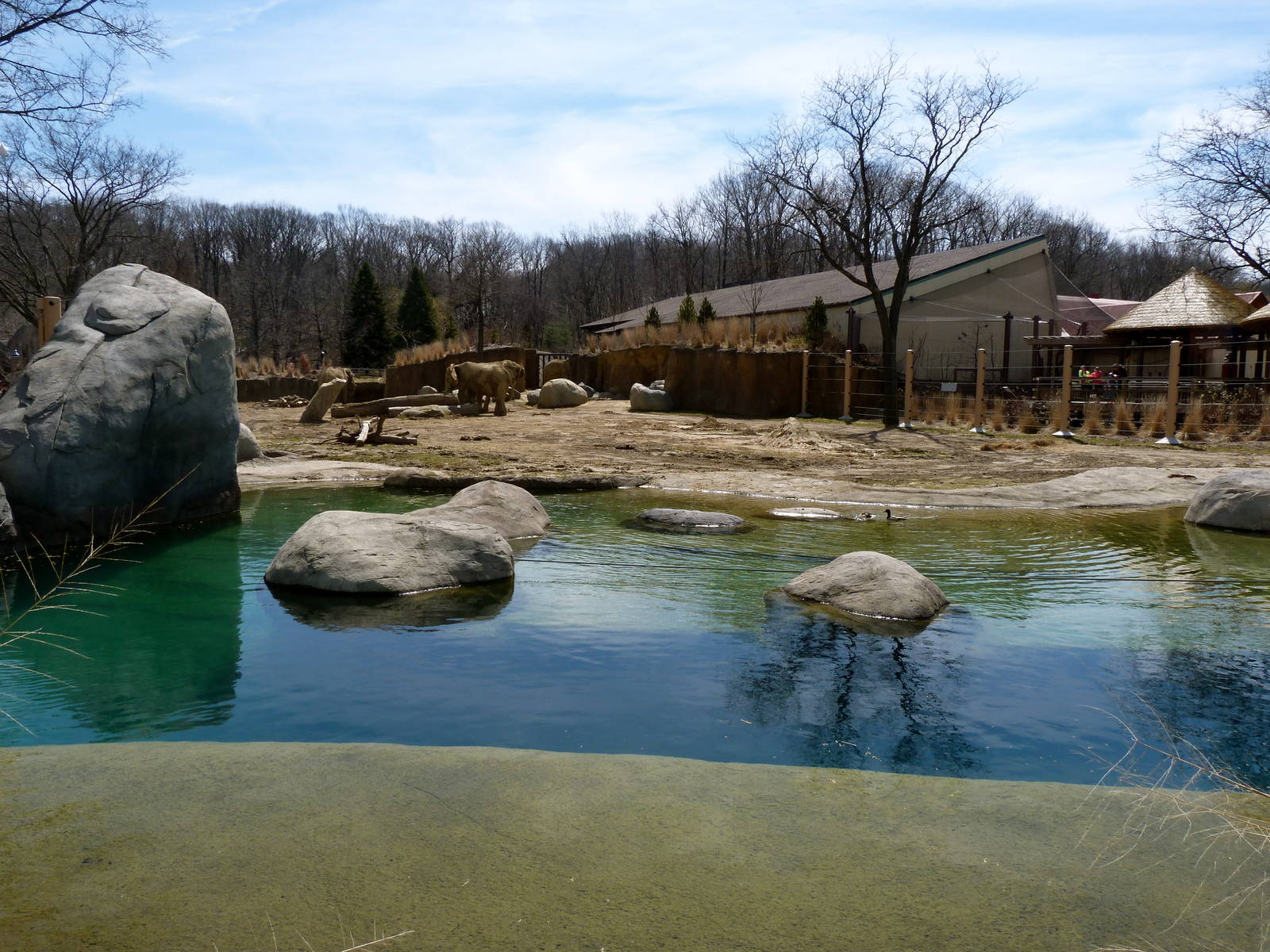 Main Yard - Elephant Crossing