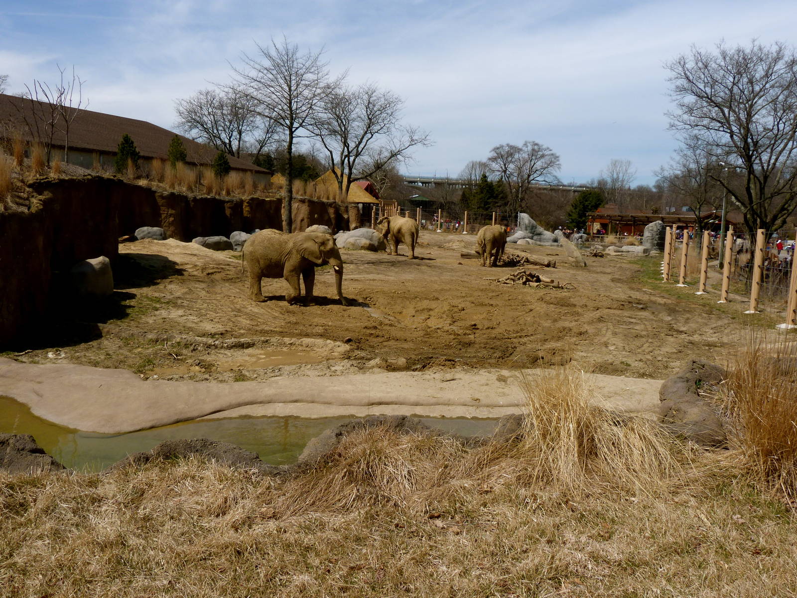 Main Yard - Elephant Crossing