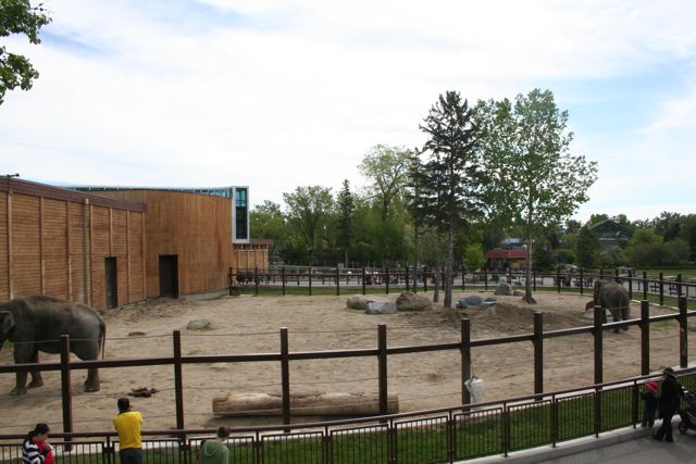 Main Yard Elephant Crossing