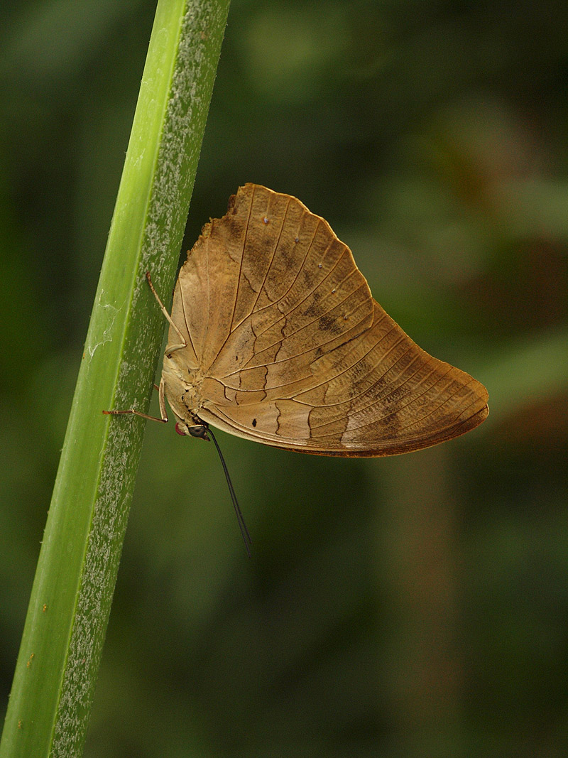 Mainau Butterfly House