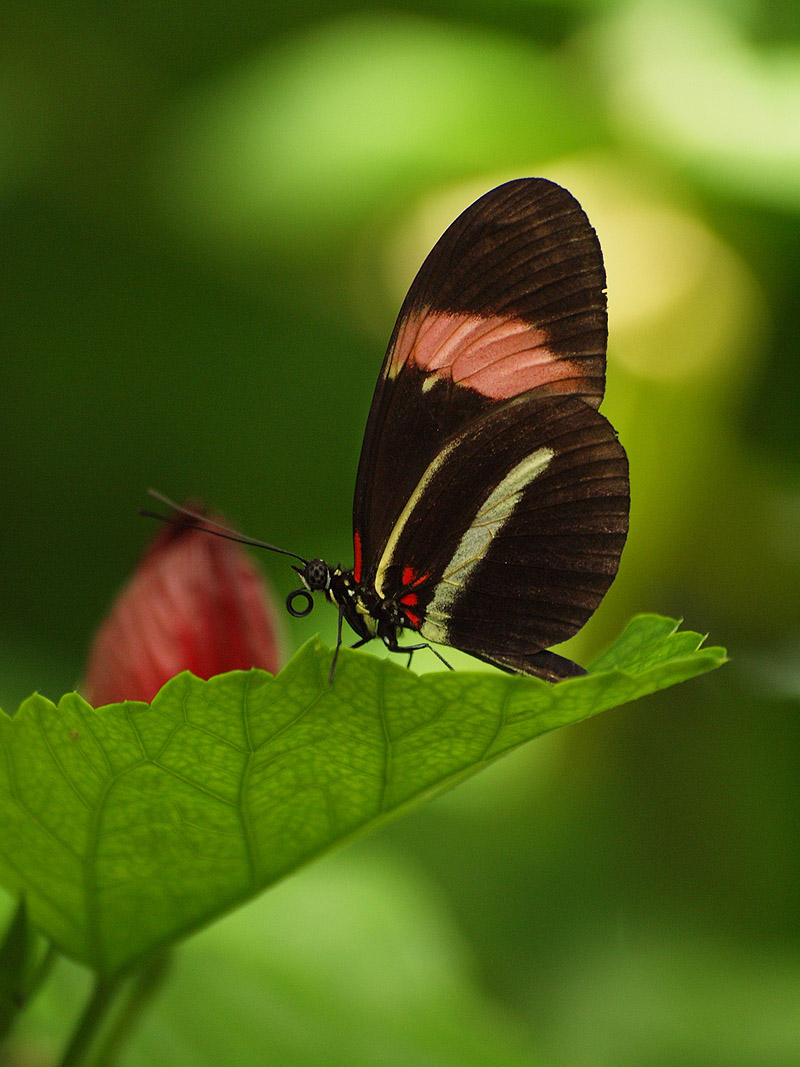 Mainau Butterfly House