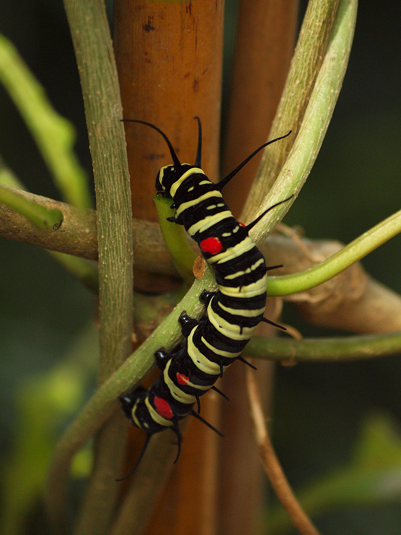 Mainau Butterfly House
