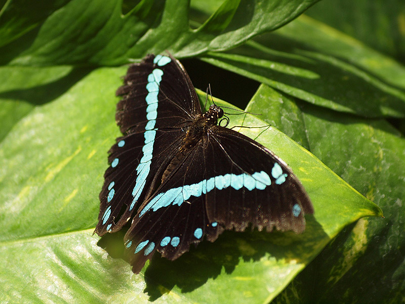 Mainau Butterfly House