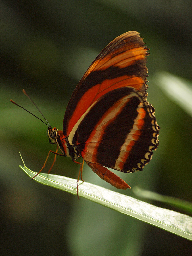 Mainau Butterfly House