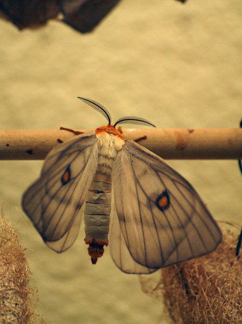 Mainau Butterfly House