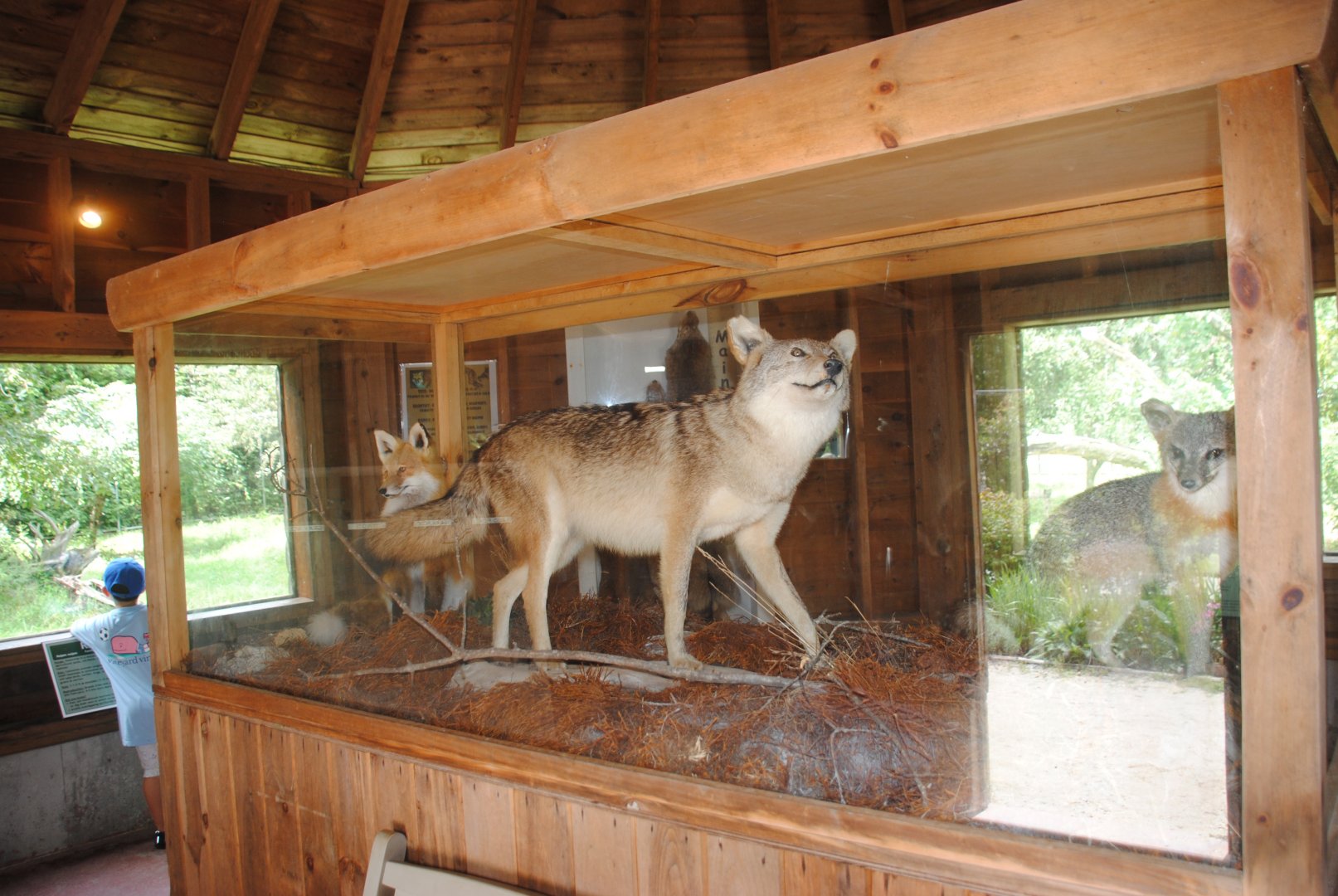 Maine canids taxidermy inside Foxes viewing shelter