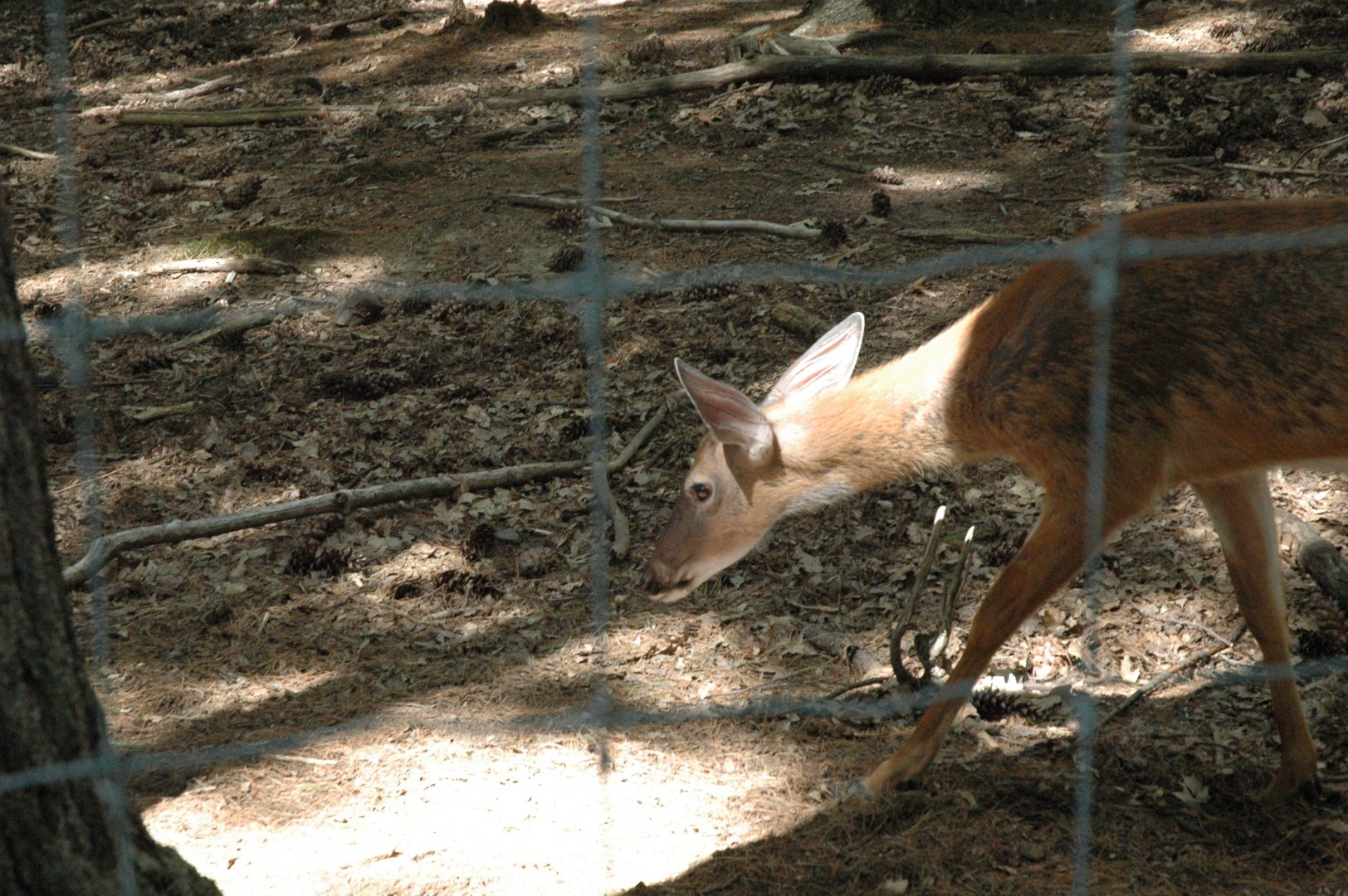 Maine Wildlife Park 2010 Deer