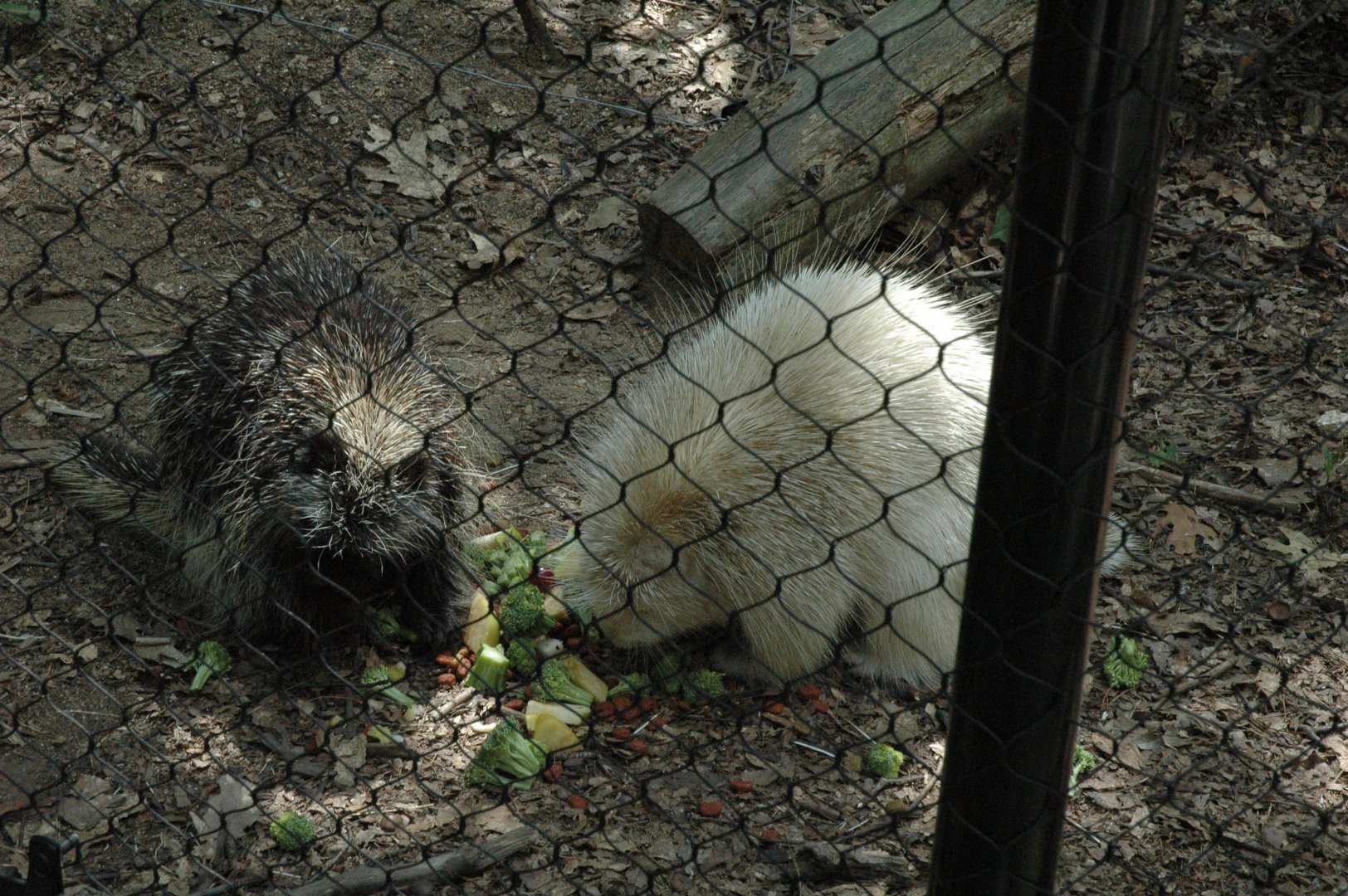 Maine Wildlife Park 2010 Porcupines