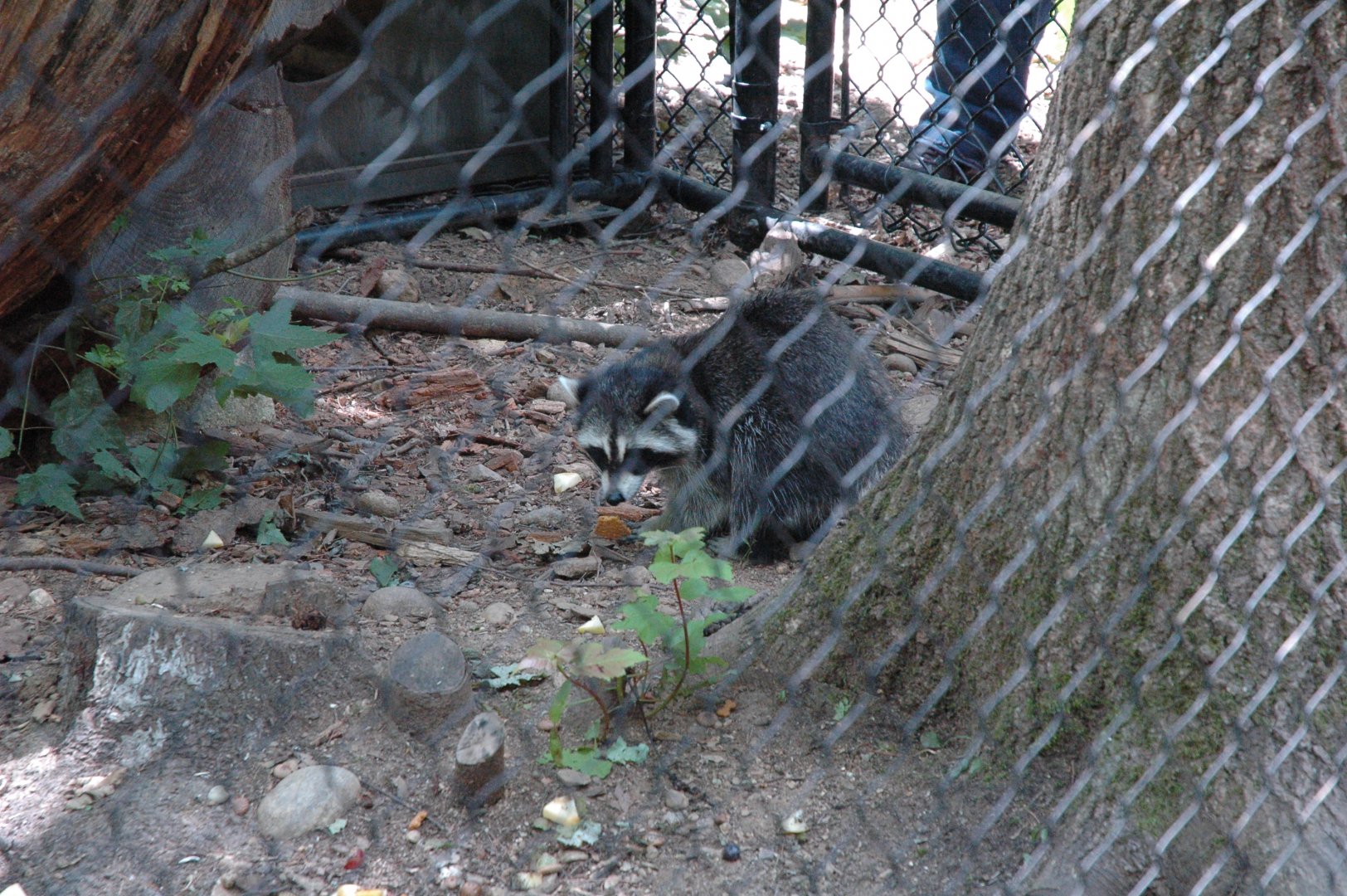 Maine Wildlife Park 2010 Raccoon