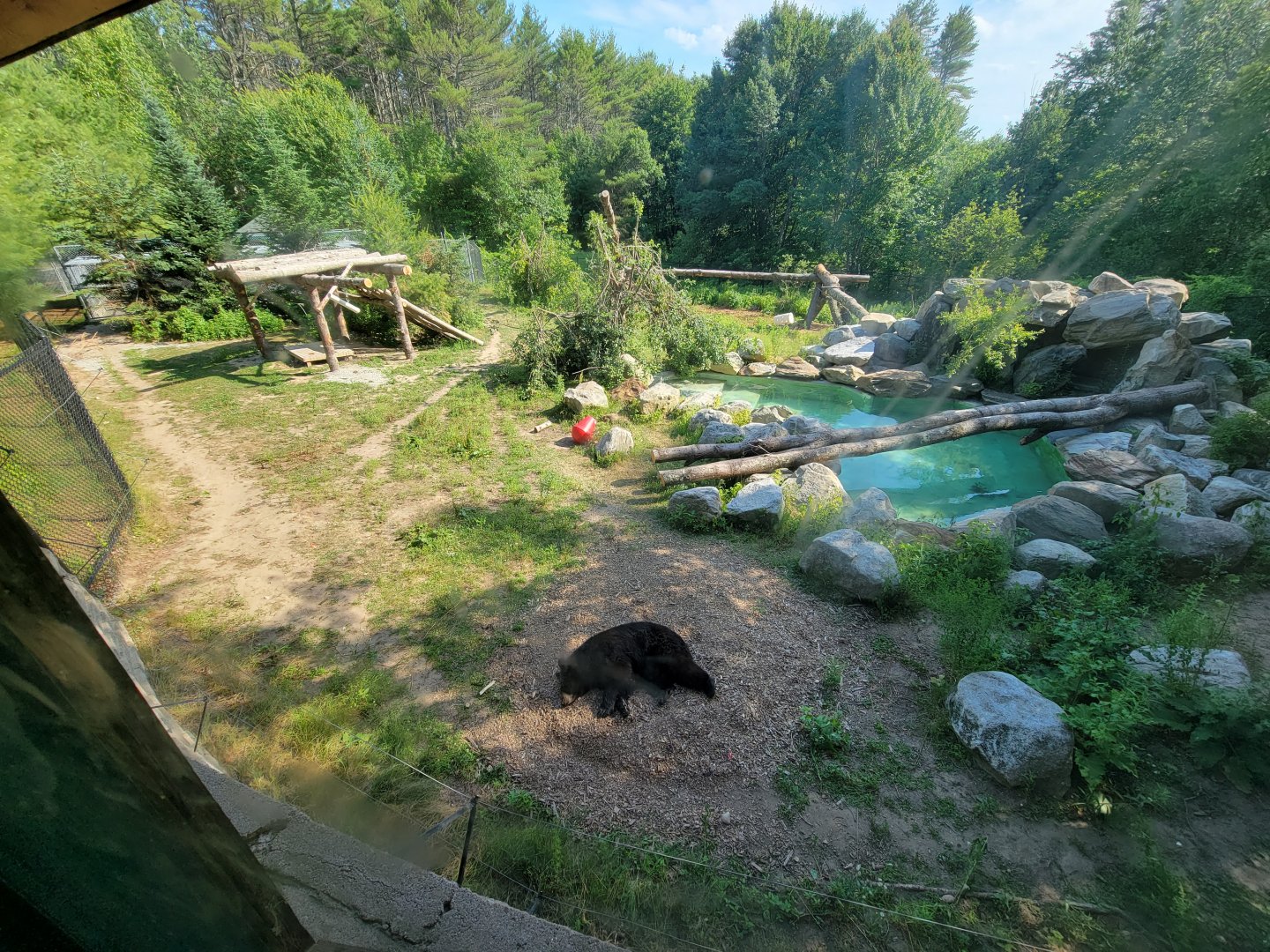Maine Wildlife Park - American black bears