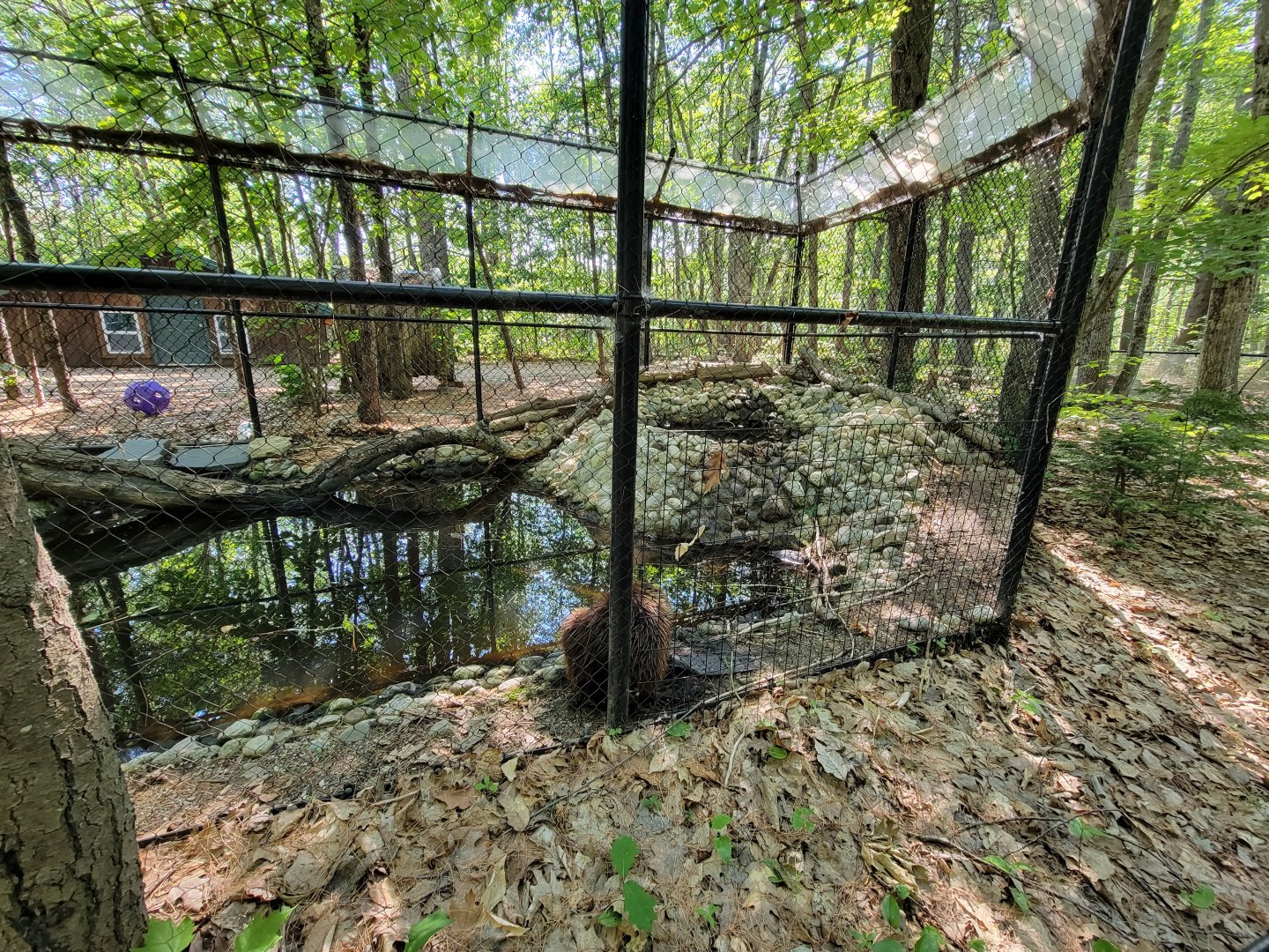 Maine Wildlife Park - Beaver