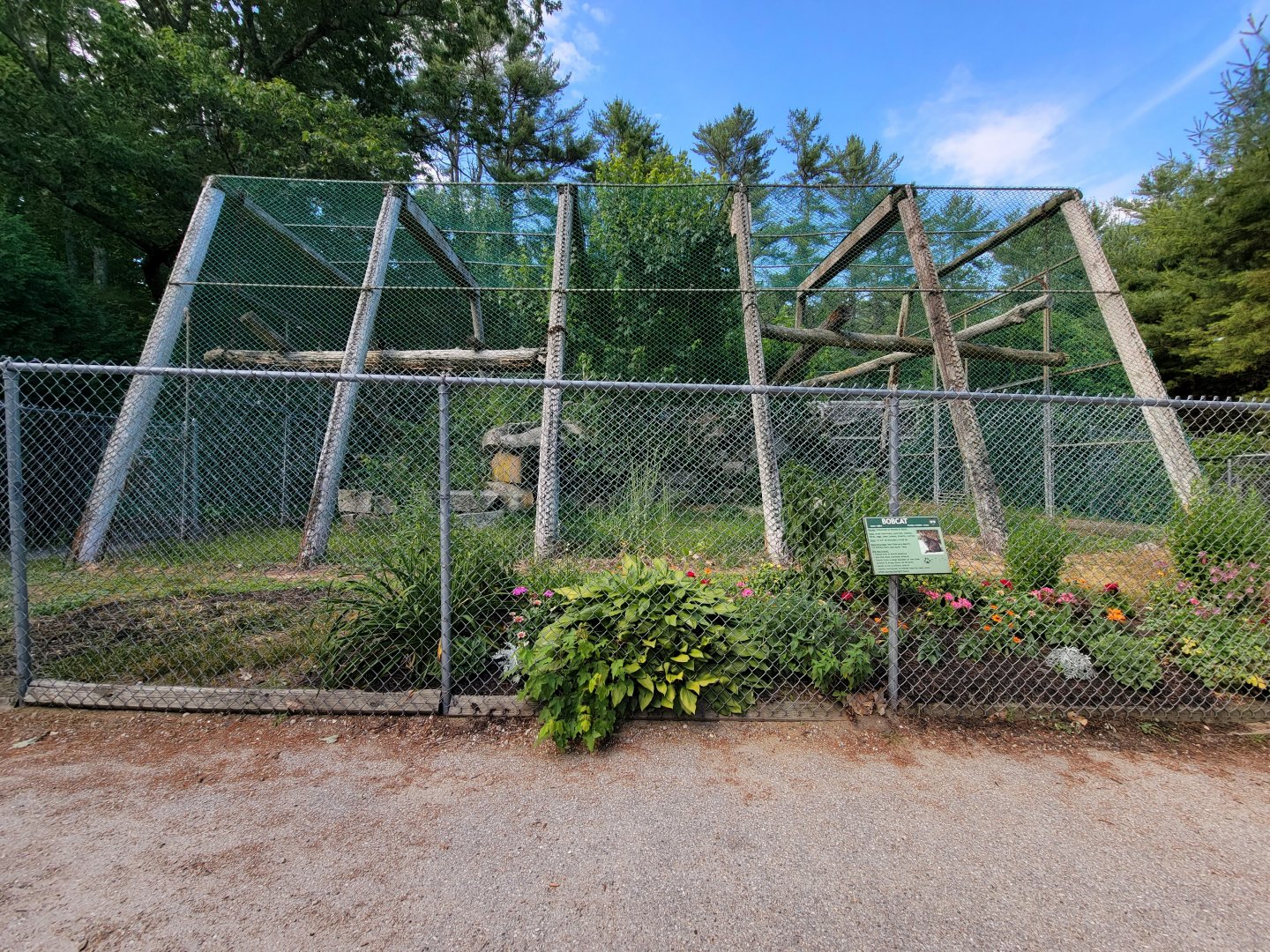 Maine Wildlife Park - Bobcats