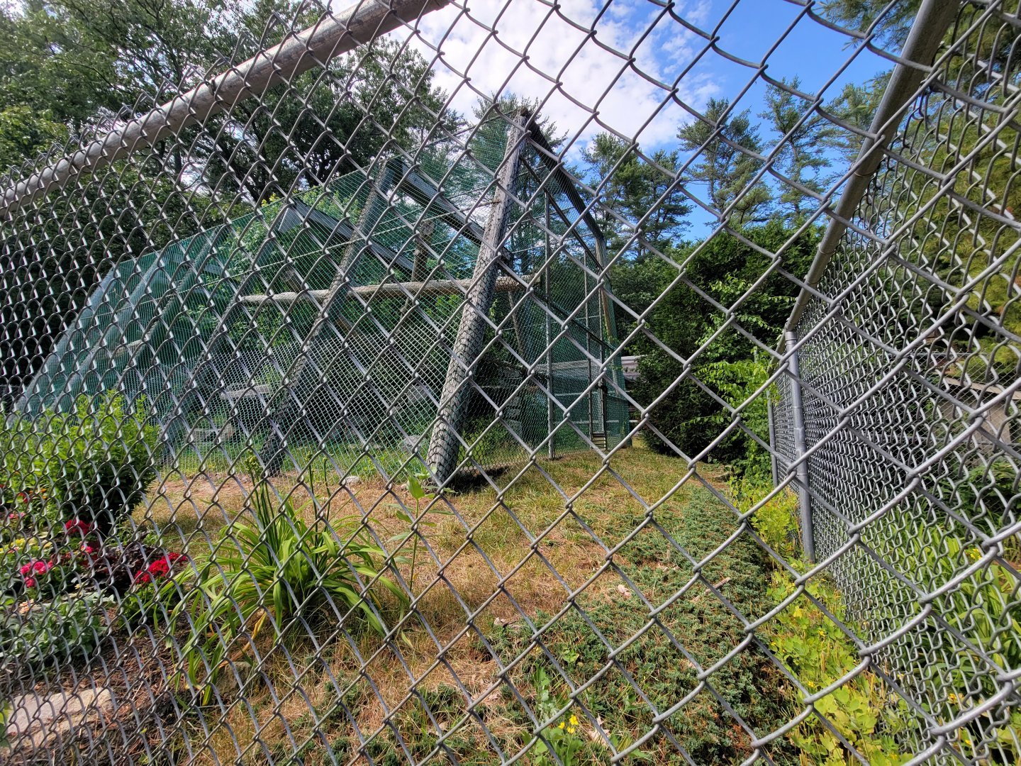 Maine Wildlife Park - Bobcats