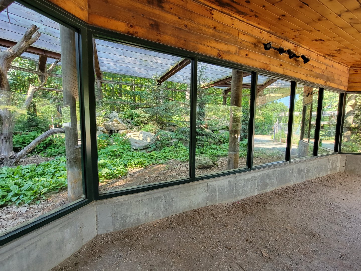 Maine Wildlife Park - Canada Lynx