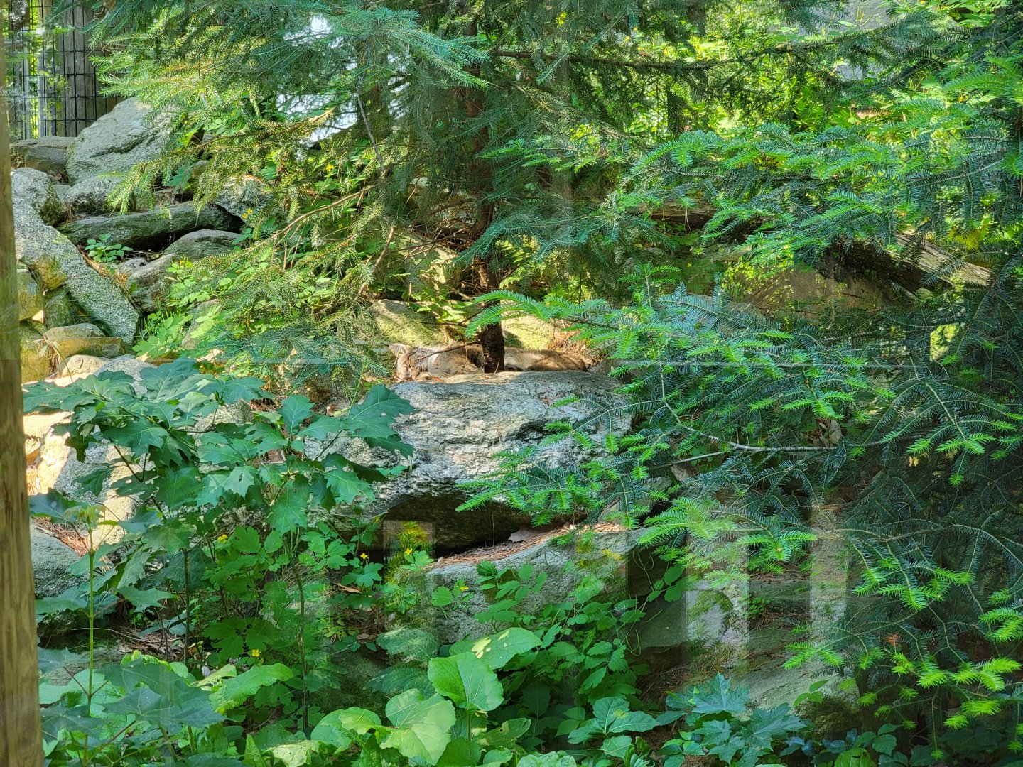 Maine Wildlife Park - Canada Lynx