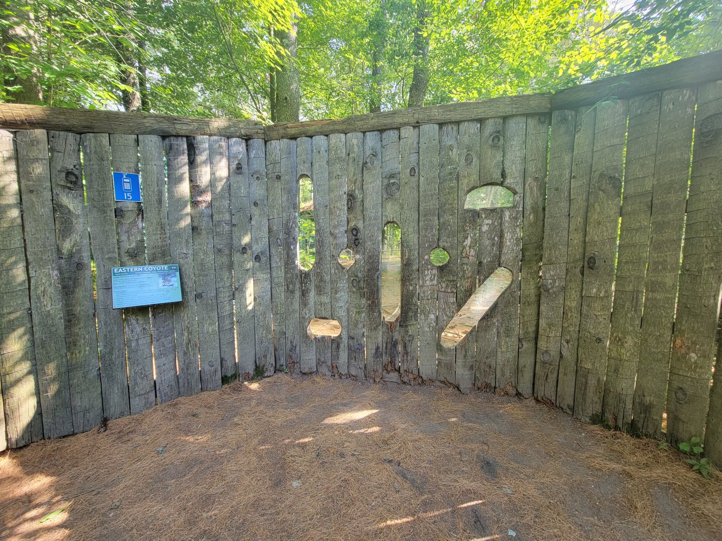 Maine Wildlife Park - Coyote viewing