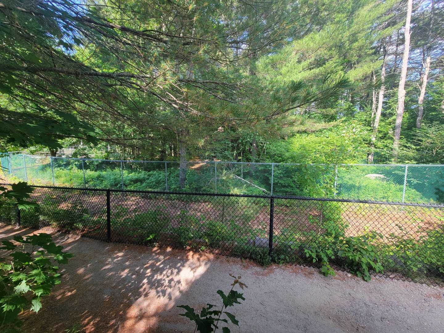 Maine Wildlife Park - Coyote yard