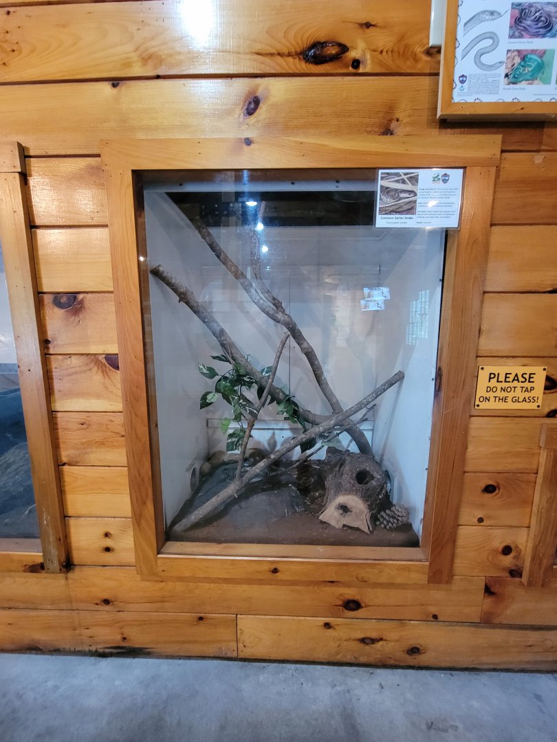 Maine Wildlife Park - Example of indoor herp exhibit (garter snake)