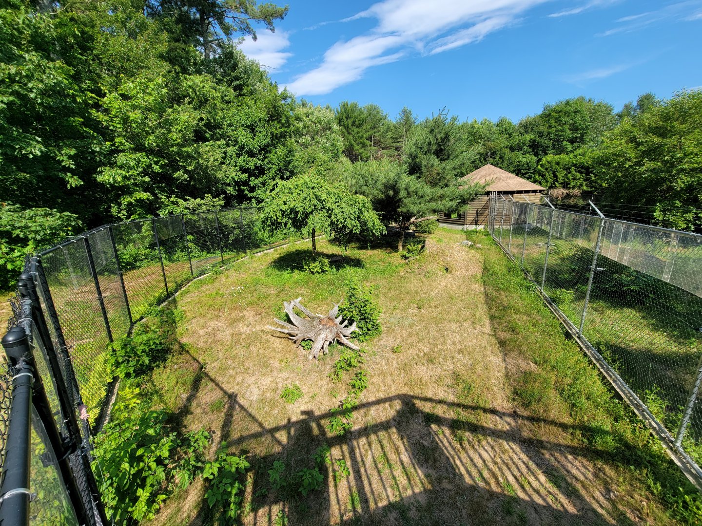 Maine Wildlife Park - Gray fox yard from walkway
