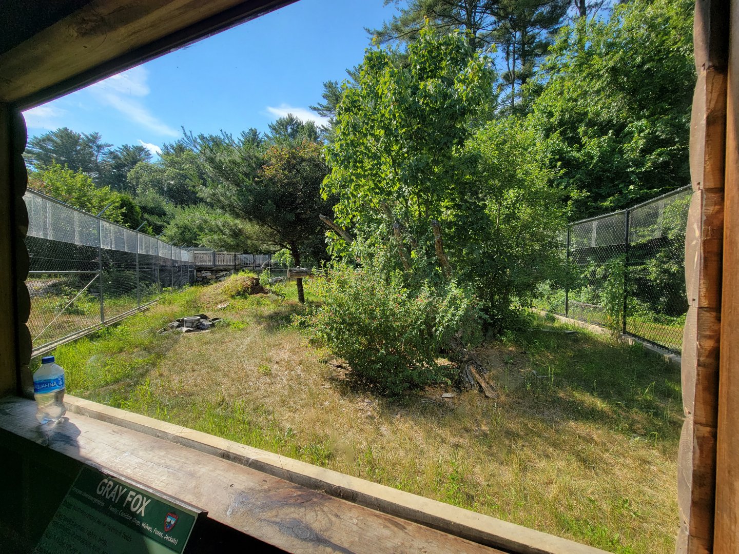 Maine Wildlife Park - Gray fox yard from window