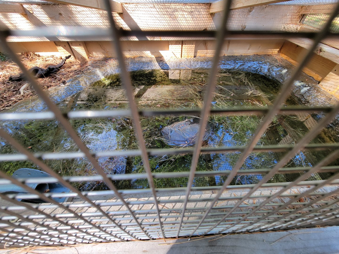 Maine Wildlife Park - Inside of turtle exhibit (common snapping turtle)