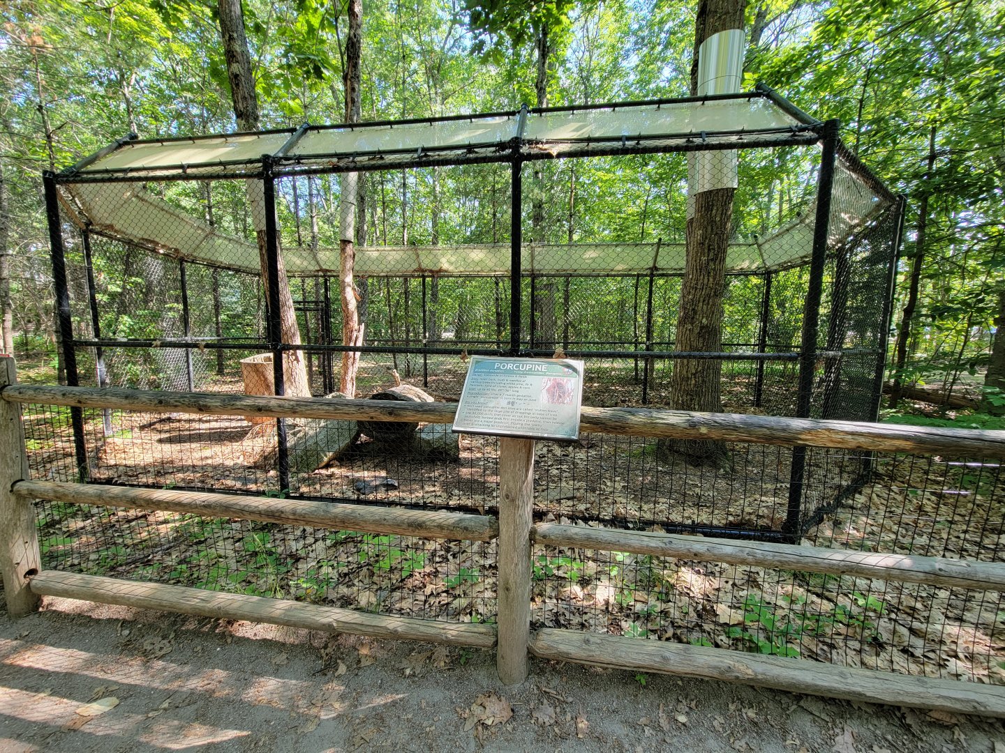 Maine Wildlife Park - North american porcupine
