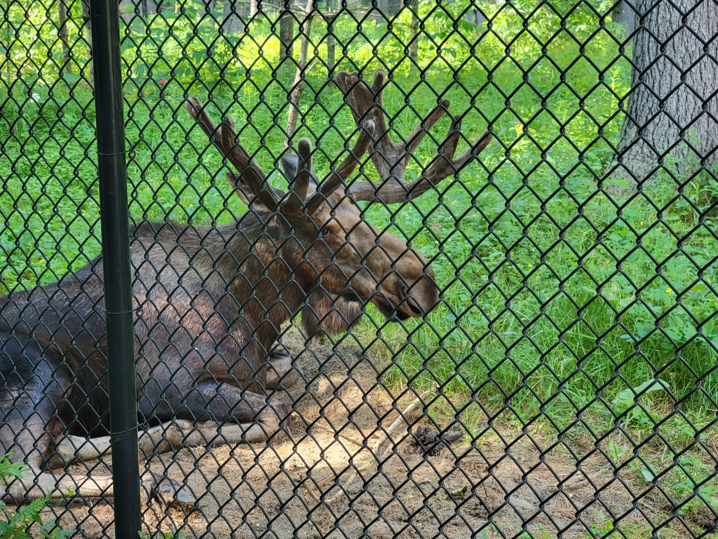 Maine Wildlife Park - Their only current moose