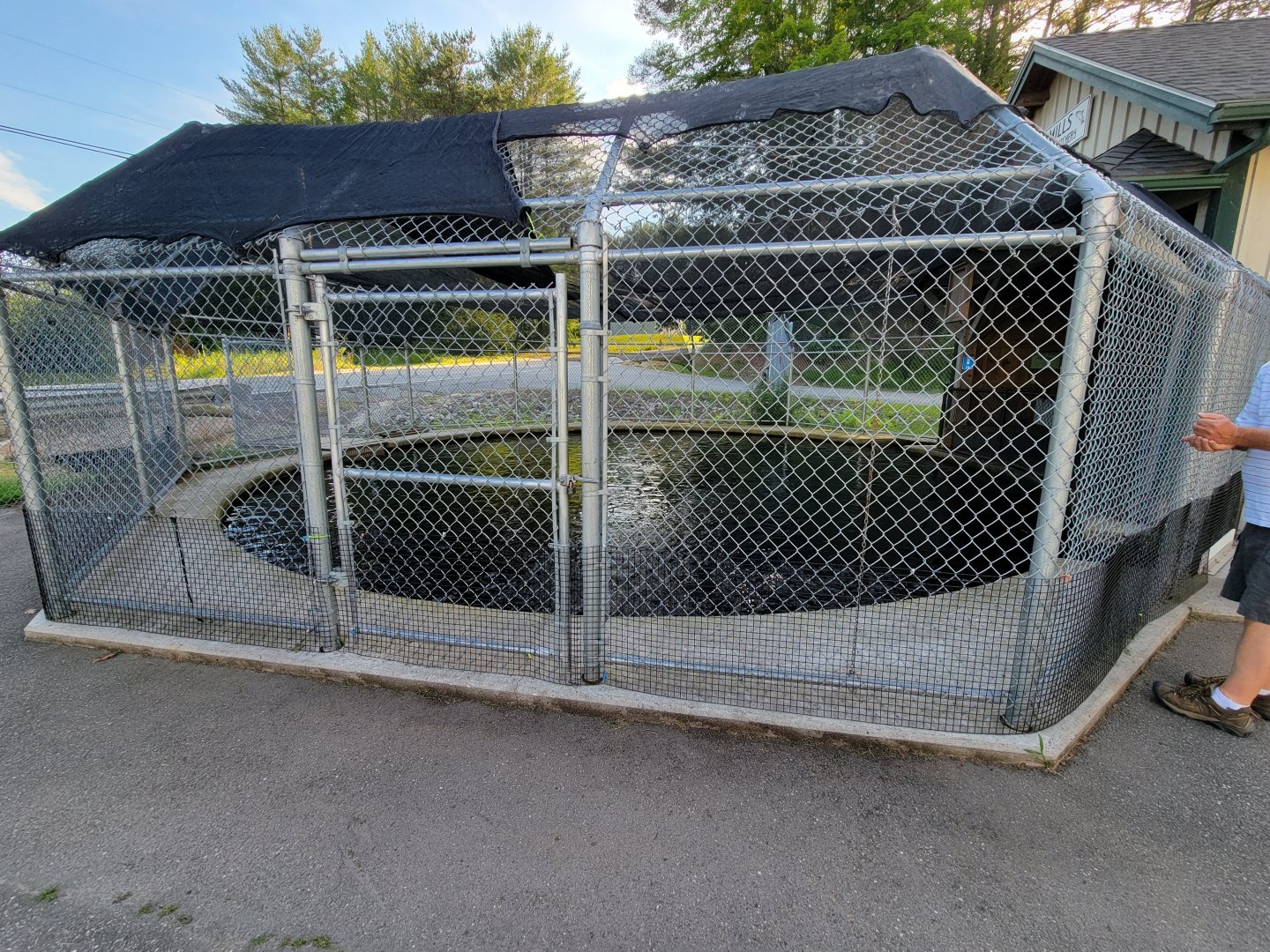 Maine Wildlife Park - Trout pond, you can toss feed to them for a quarter