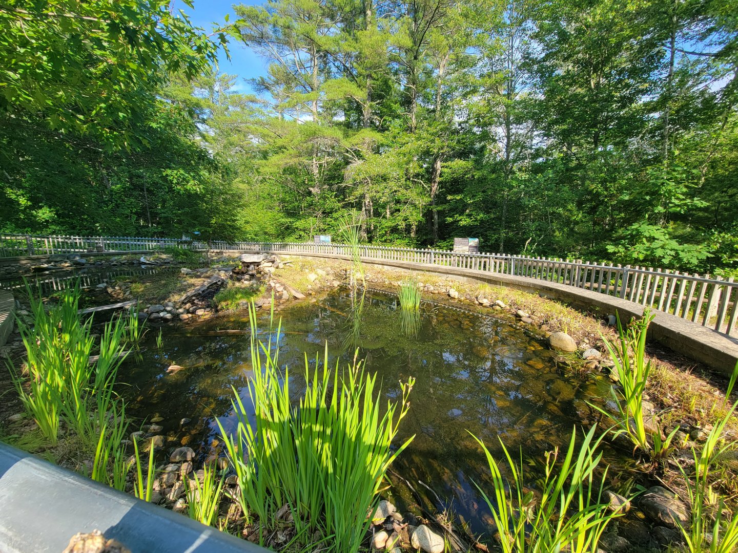 Maine Wildlife Park - Turtle pond, mostly had frogs