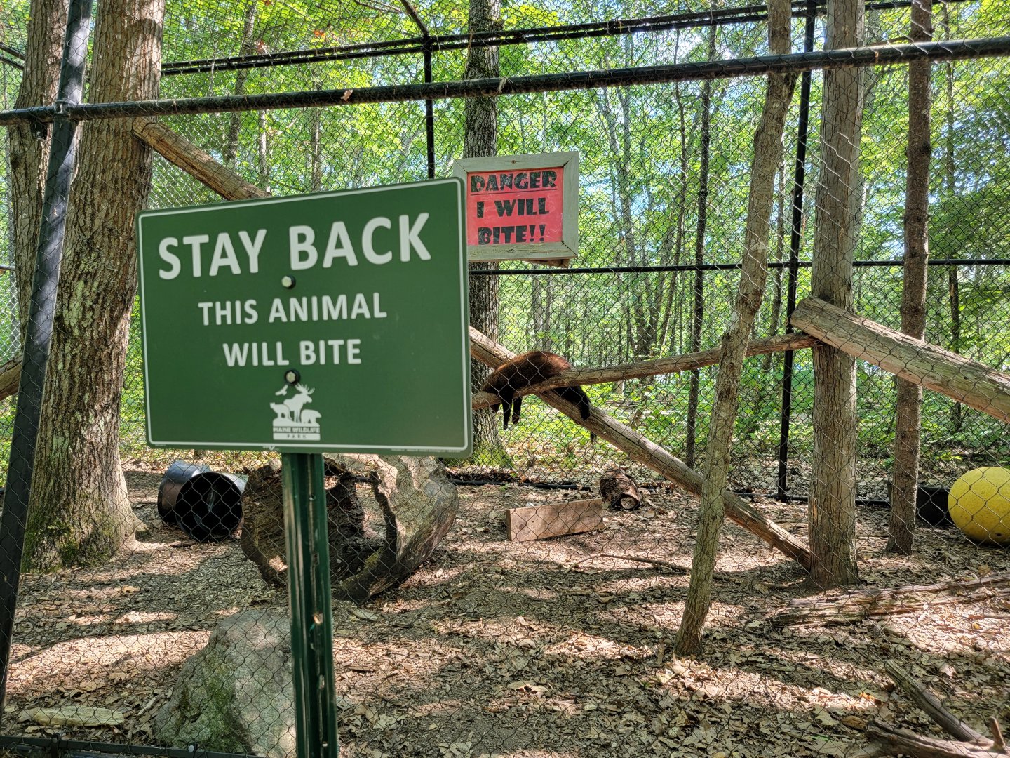 Maine Wildlife Park - Very fierce :) (Fisher)