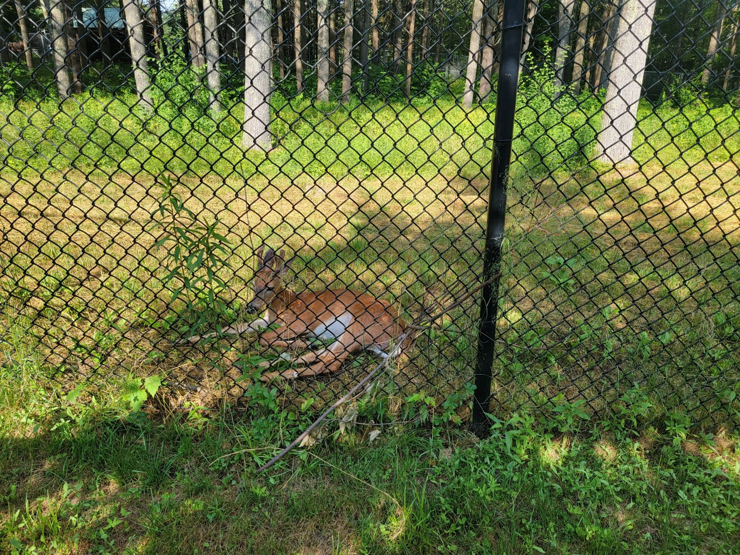 Maine Wildlife Park - White-tail deer yearling