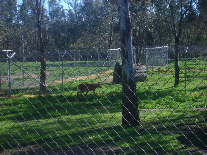 Mained Wolf enclosure