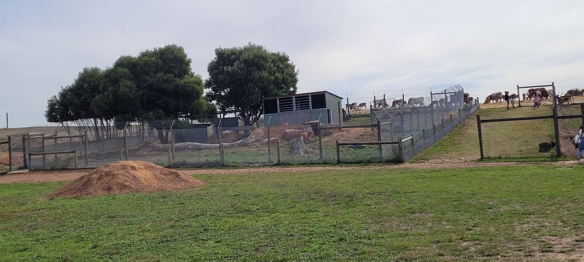 Mained Wolf enclosure