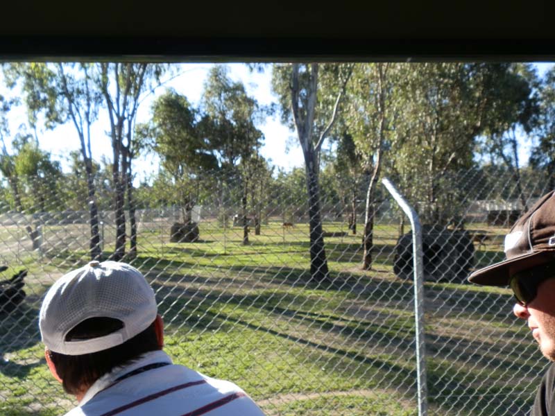 Mained wolves exhibit