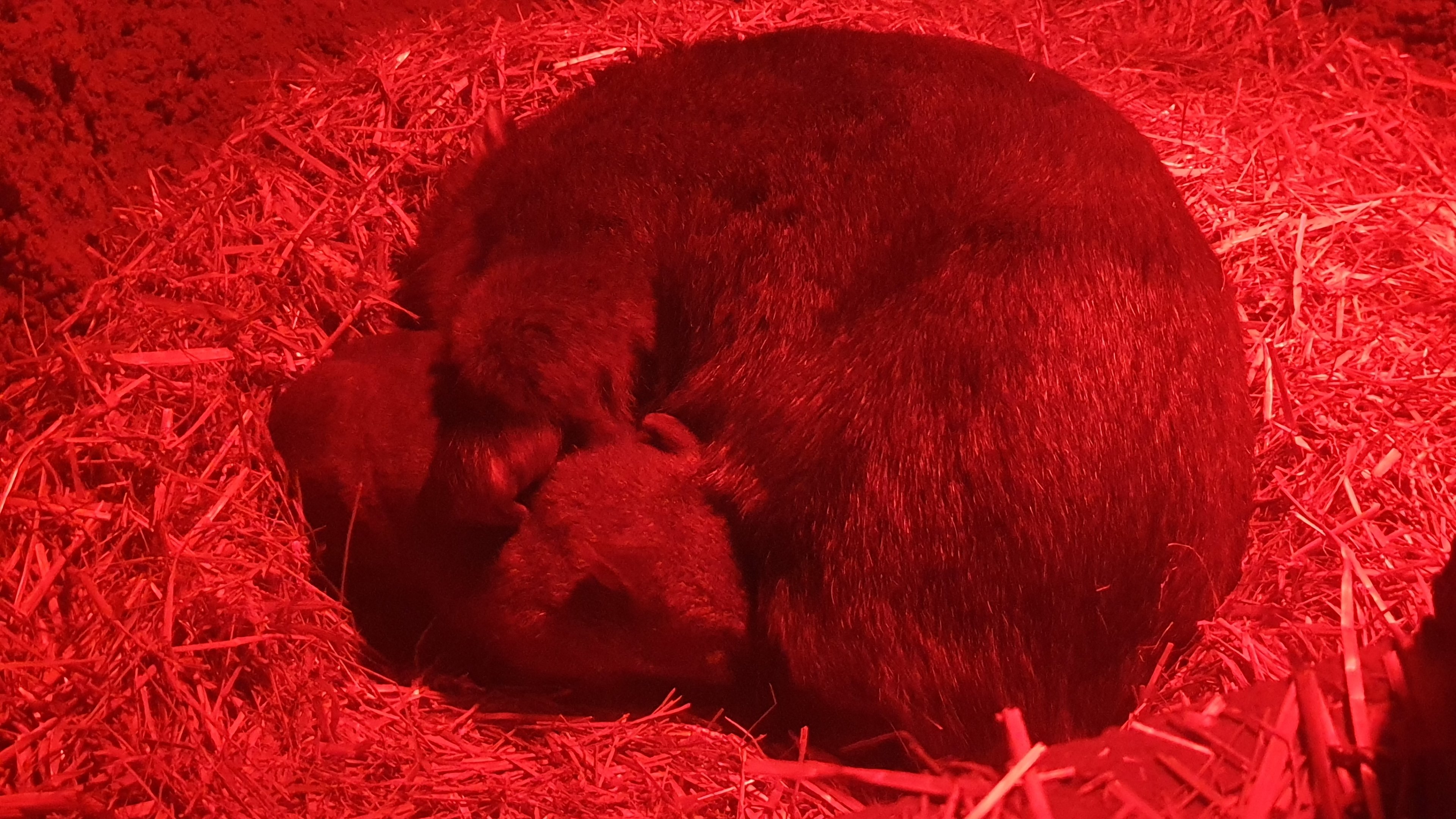Mainland Common Wombat and Young at Hamerton, 19th February 2022