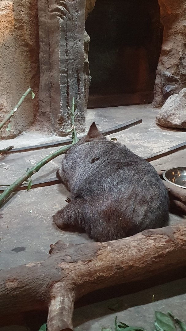 Mainland Common Wombat (Vombatus ursinus hirsutus)