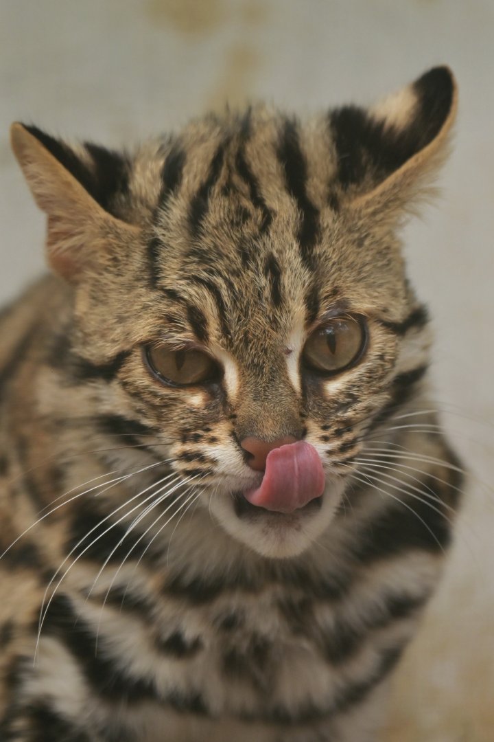 Mainland leopard cat (Prionailurus bengalensis)