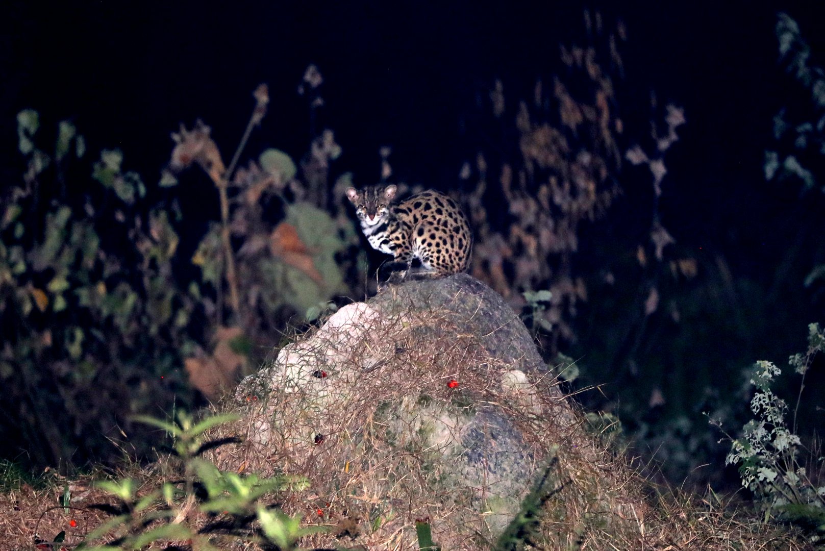 mainland leopard cat (Prionailurus bengalensis)