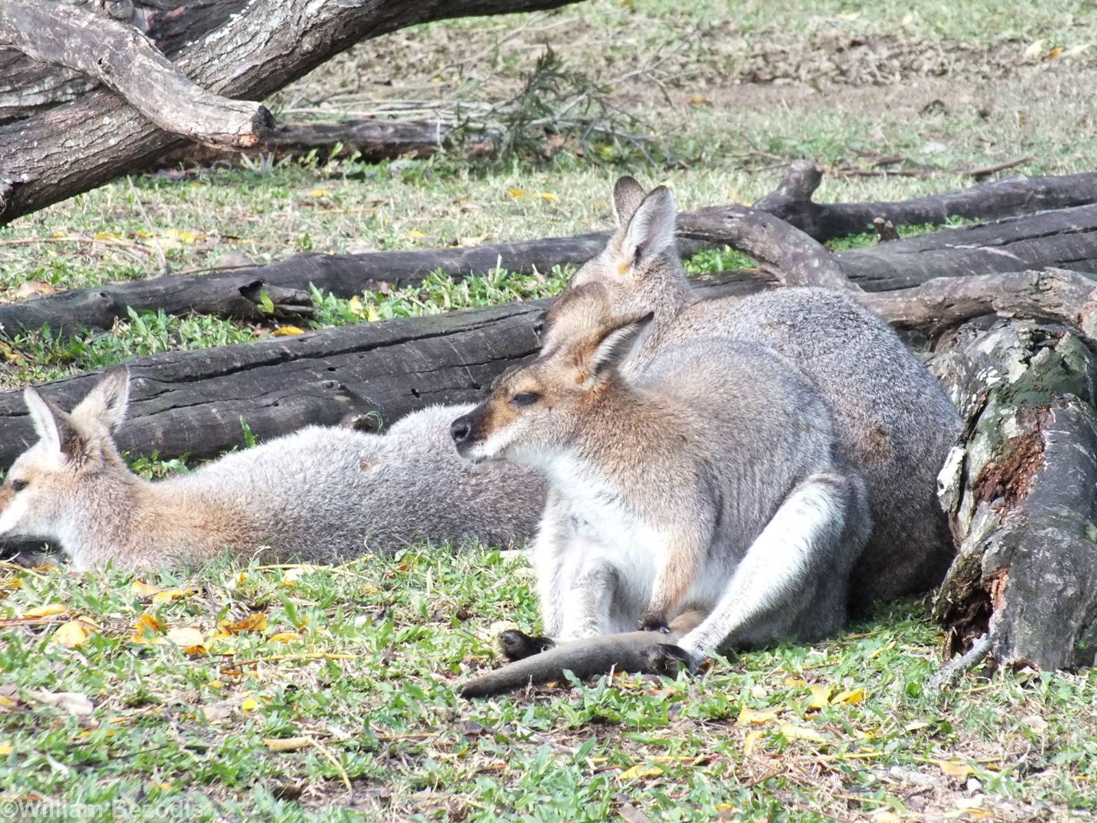 Mainland Red-necked Wallaby