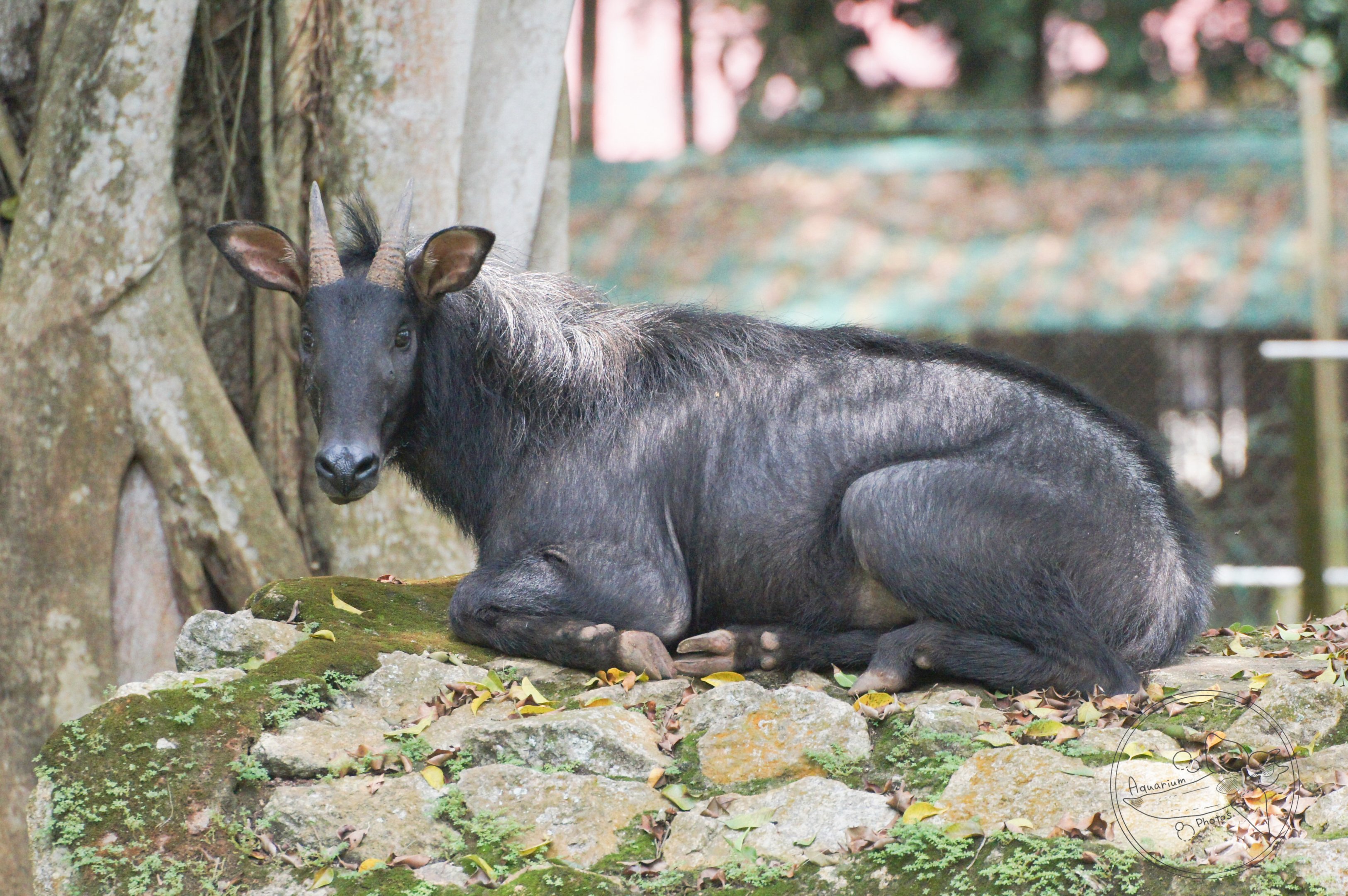 Mainland Serow (Capricornis sumatraensis)