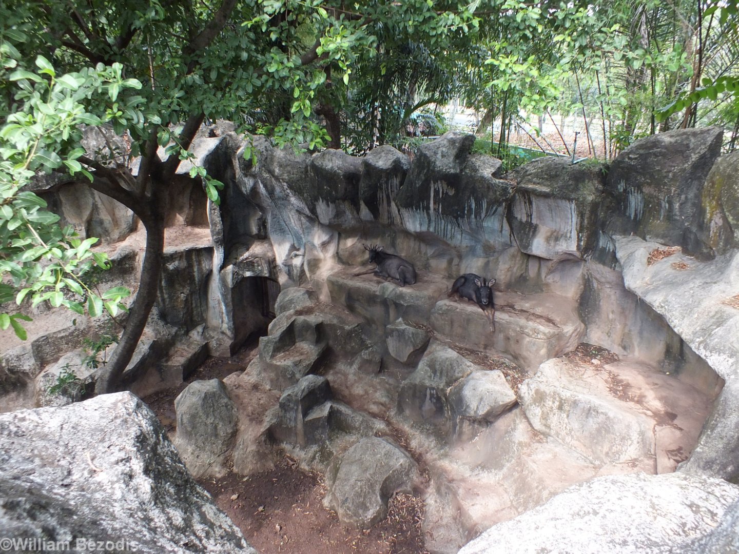 Mainland Serow Enclosure