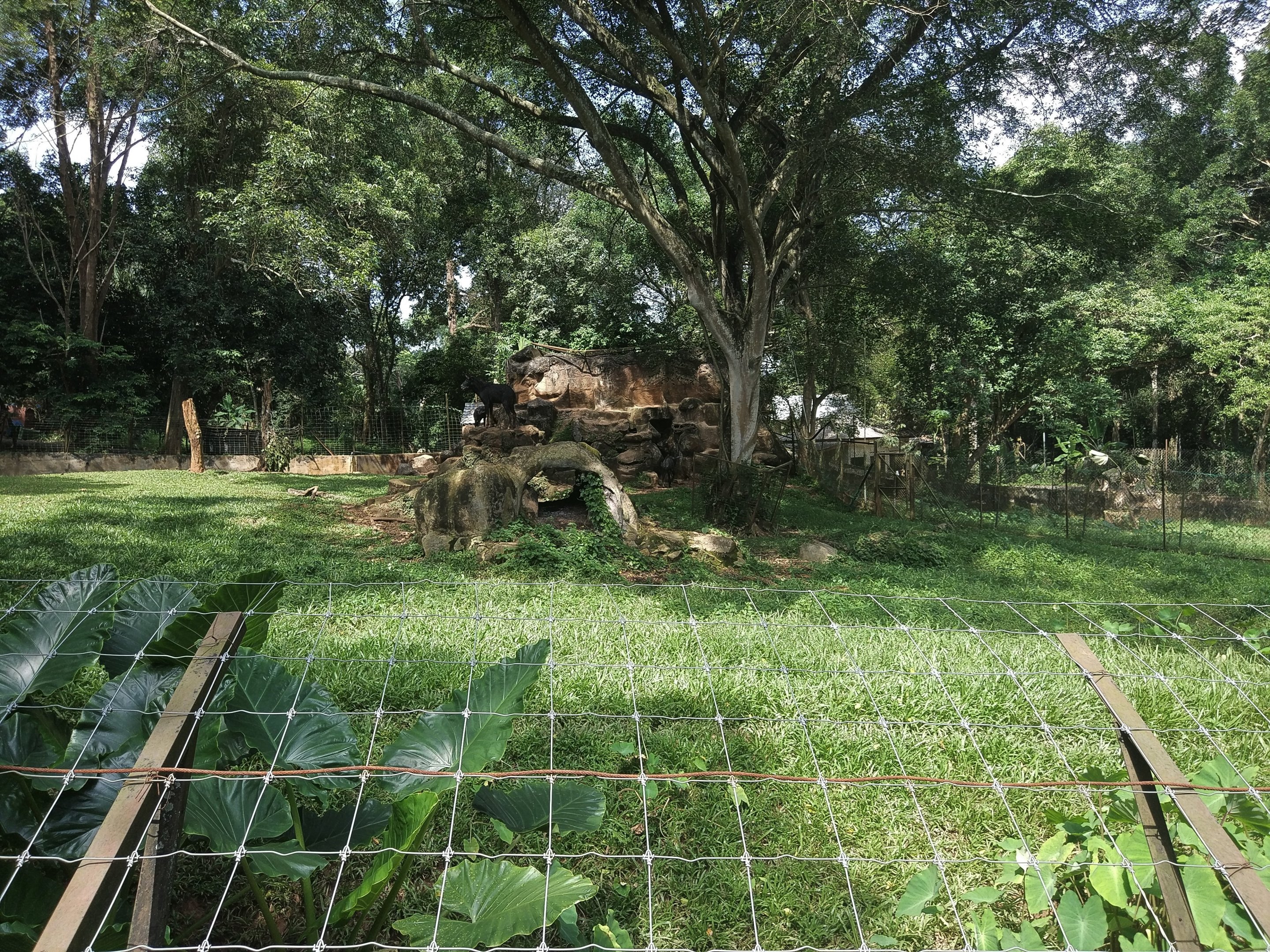 Mainland Serow Enclosure