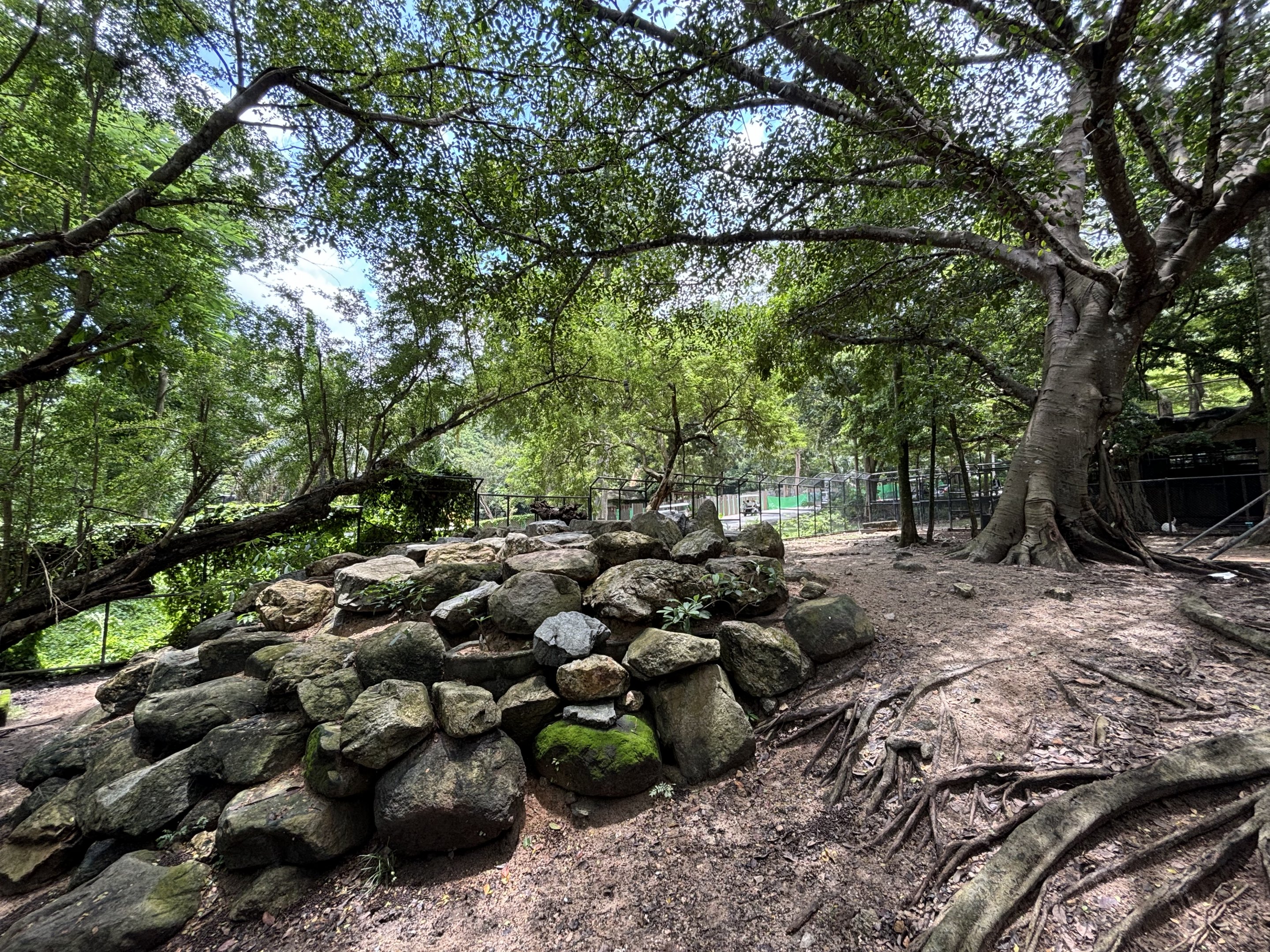 Mainland Serow Exhibit