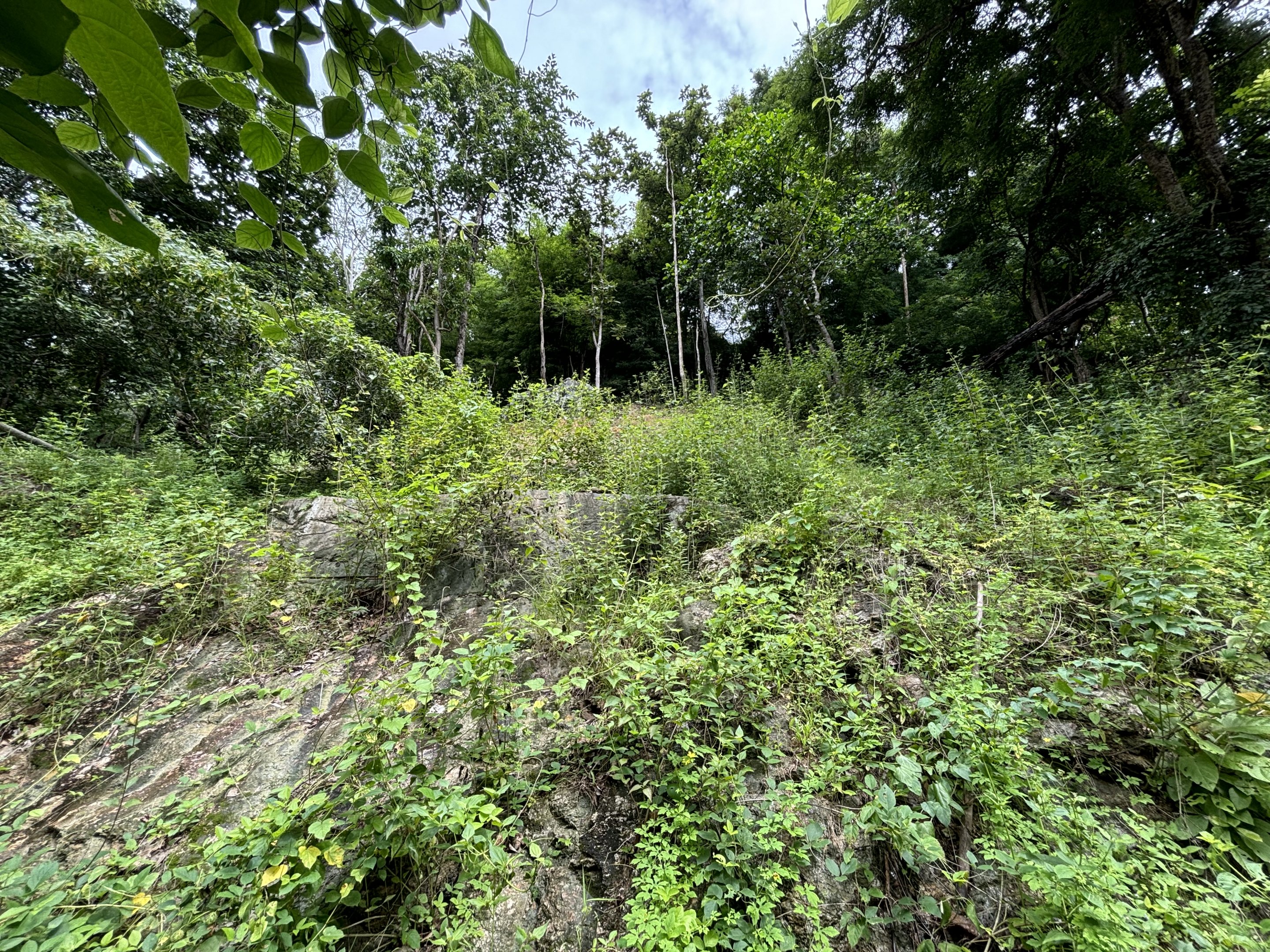 Mainland Serow Exhibit