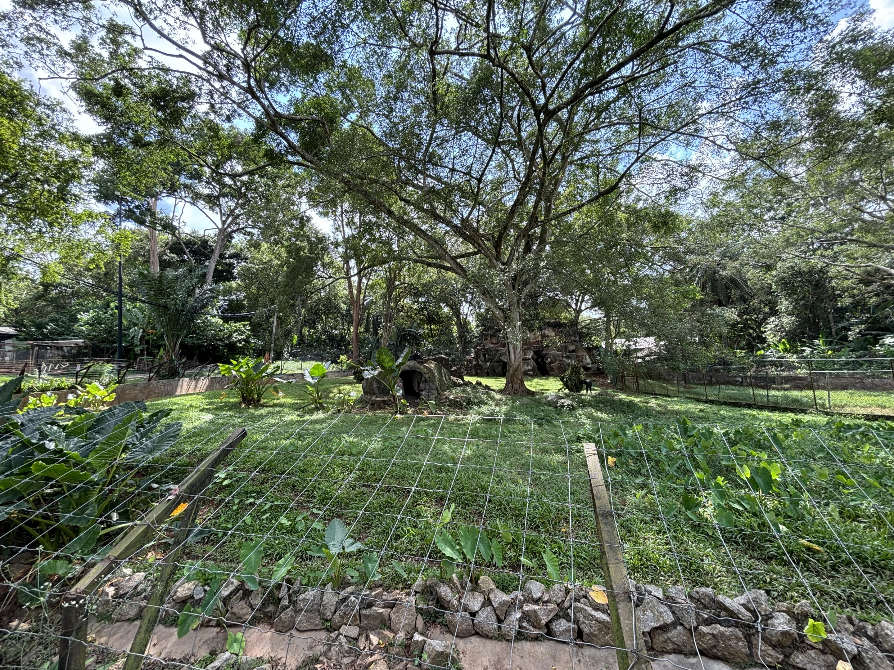 Mainland Serow Exhibit