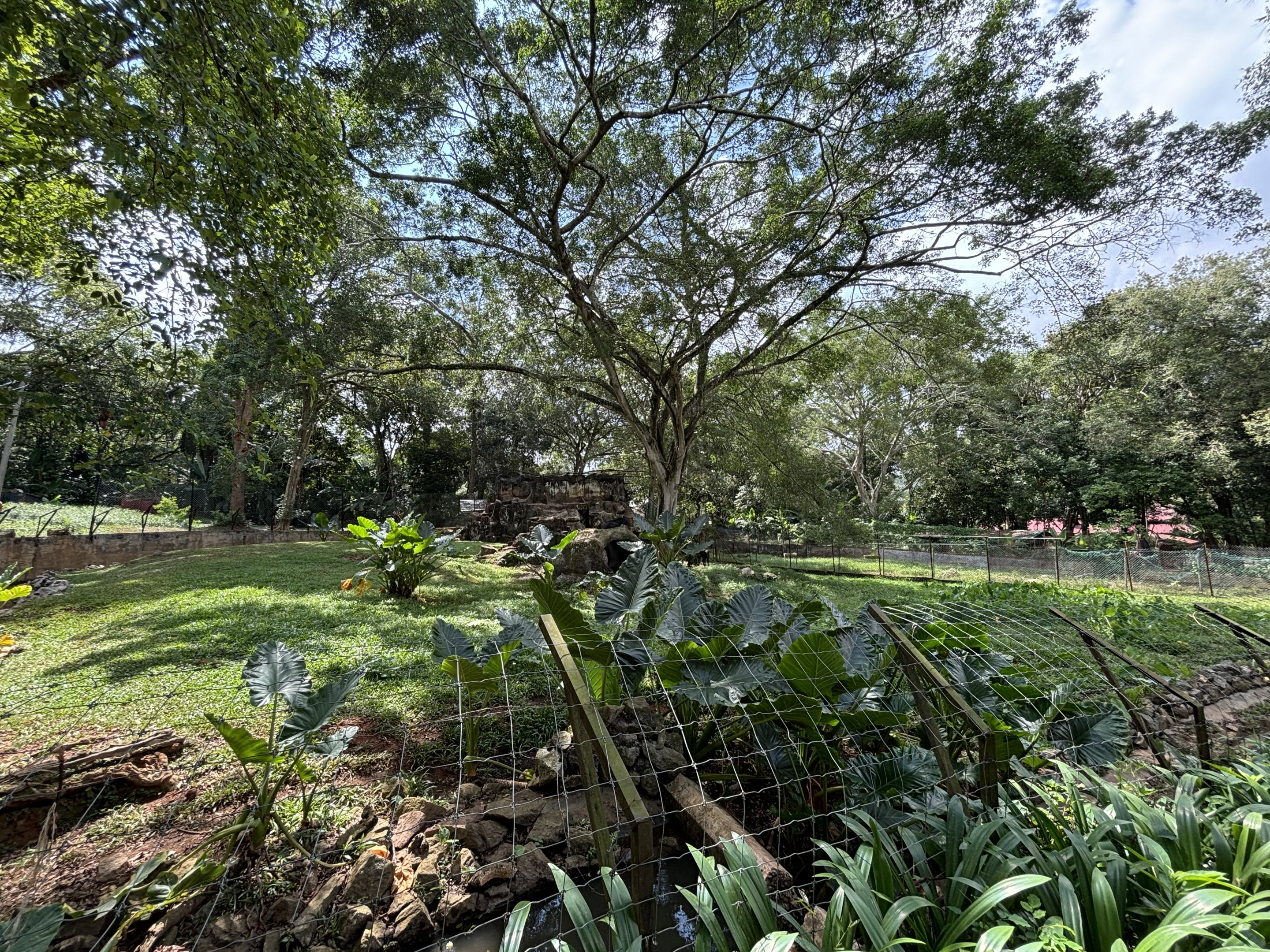 Mainland Serow Exhibit